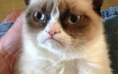 Course evaluation me-ow