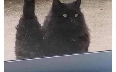 MEIRL – razzle dazzle