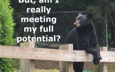 Self-Actualization Bear